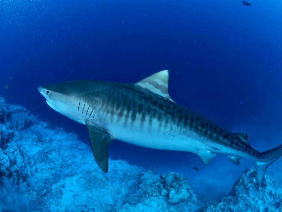 Endhaa, Divers Home Fuvahmulah Экстерьер фото